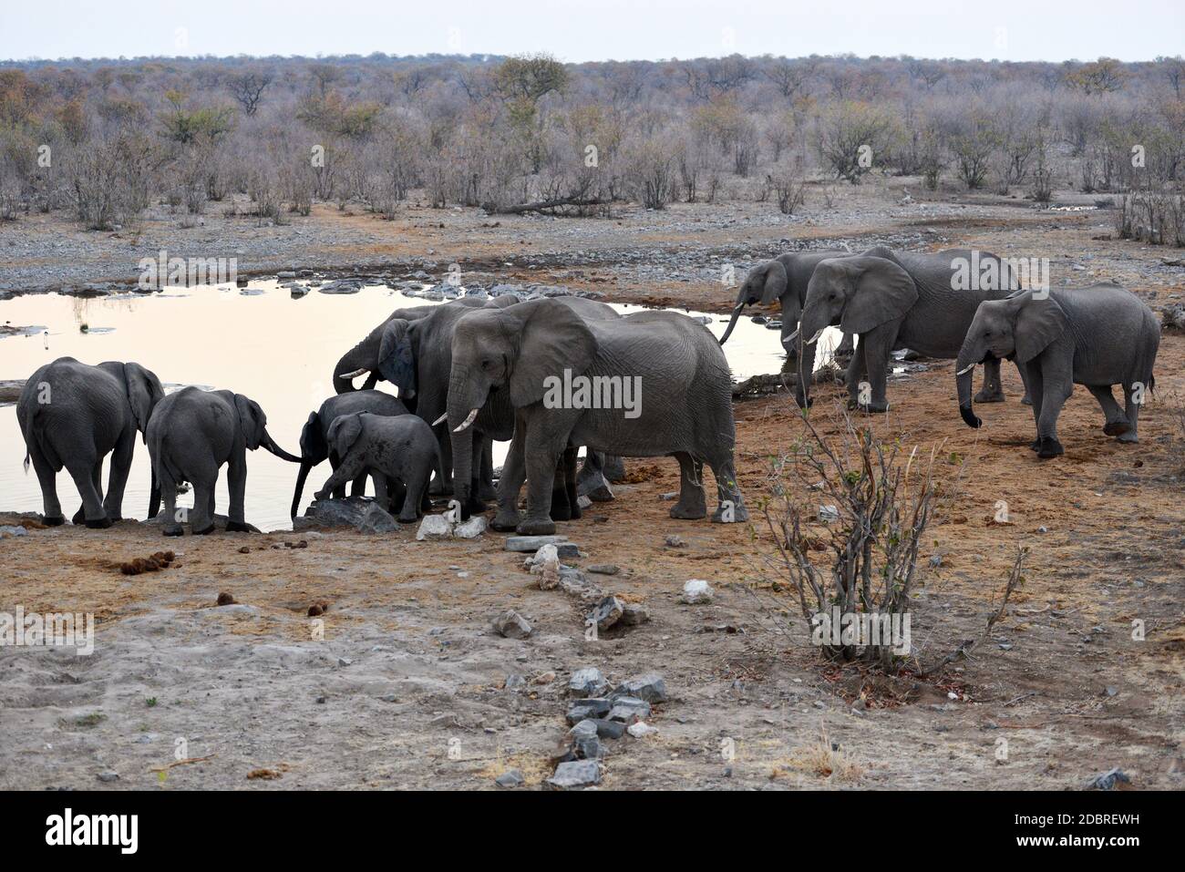 Elefanten am Wasserloch im Etosha National Park in Namibia Stockfoto