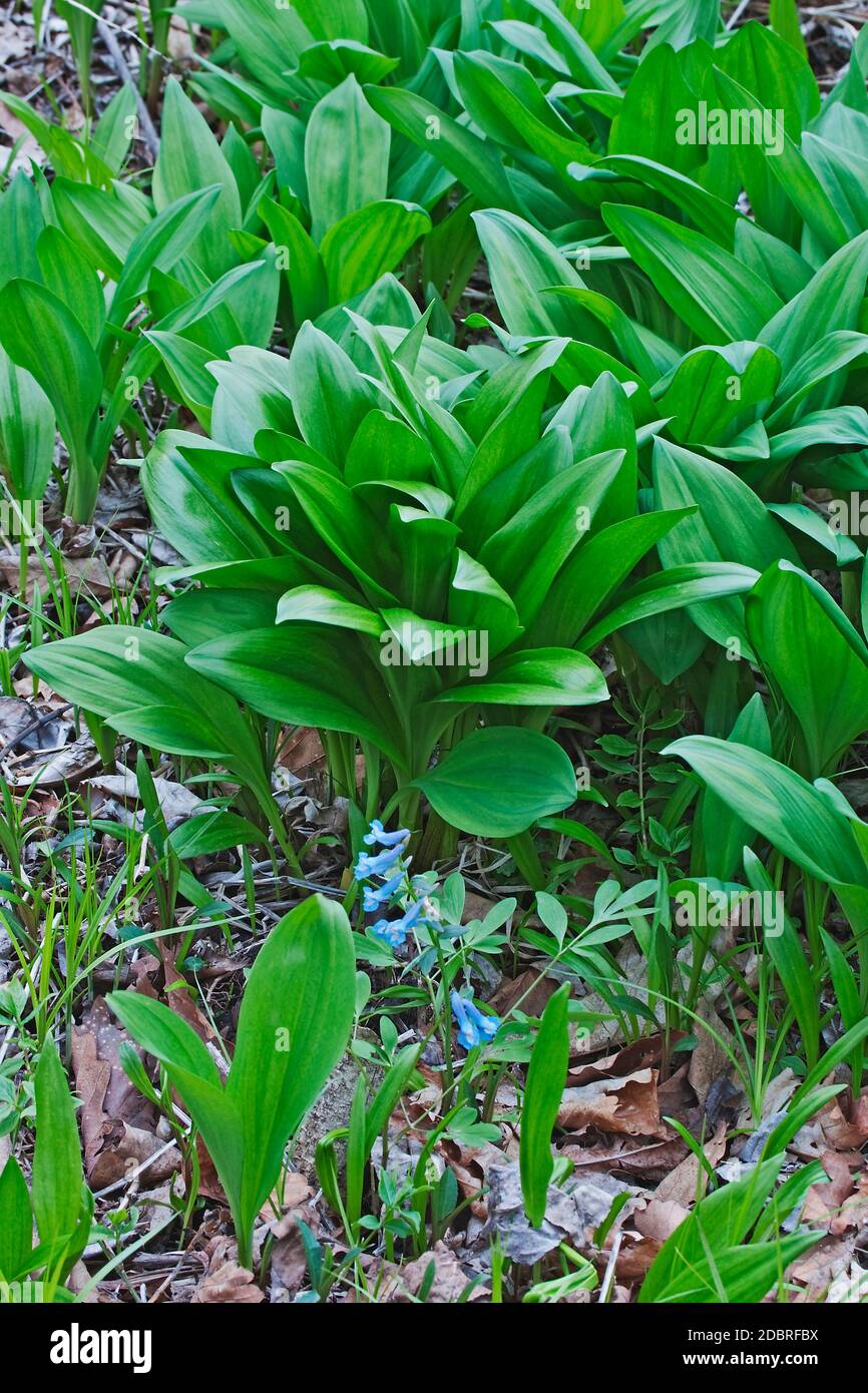 Ramsons (Allium ursinum). Genannt Buckrams, Wild Knoblauch, breitblättrigen Knoblauch, Holz Knoblauch, Bear Leek und Bärlauch. Stockfoto