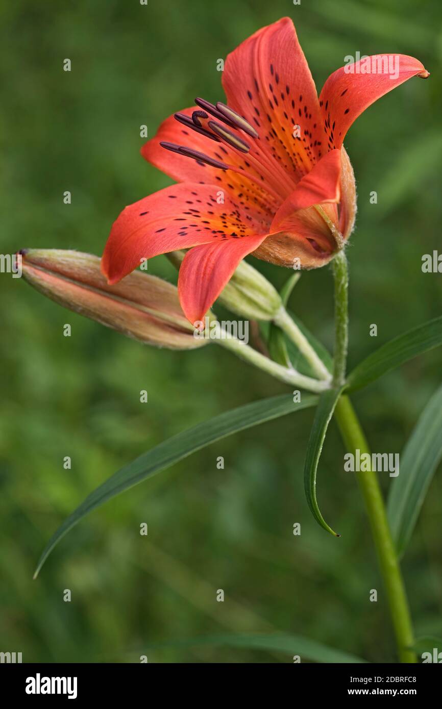 Sibirische Lilie (Lilium pensylvanicum). Auch Daurian Lilie genannt. Ein anderer wissenschaftlicher Name ist Lilium dauricum. Stockfoto