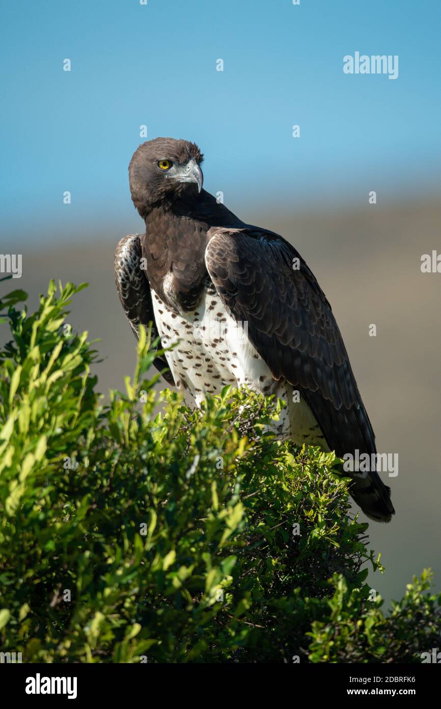 Martial Eagle auf Busch thront Kopf drehen Stockfoto