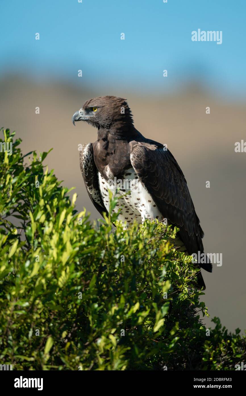 Martial Eagle verbarscht sich auf dem Busch nach links Stockfoto