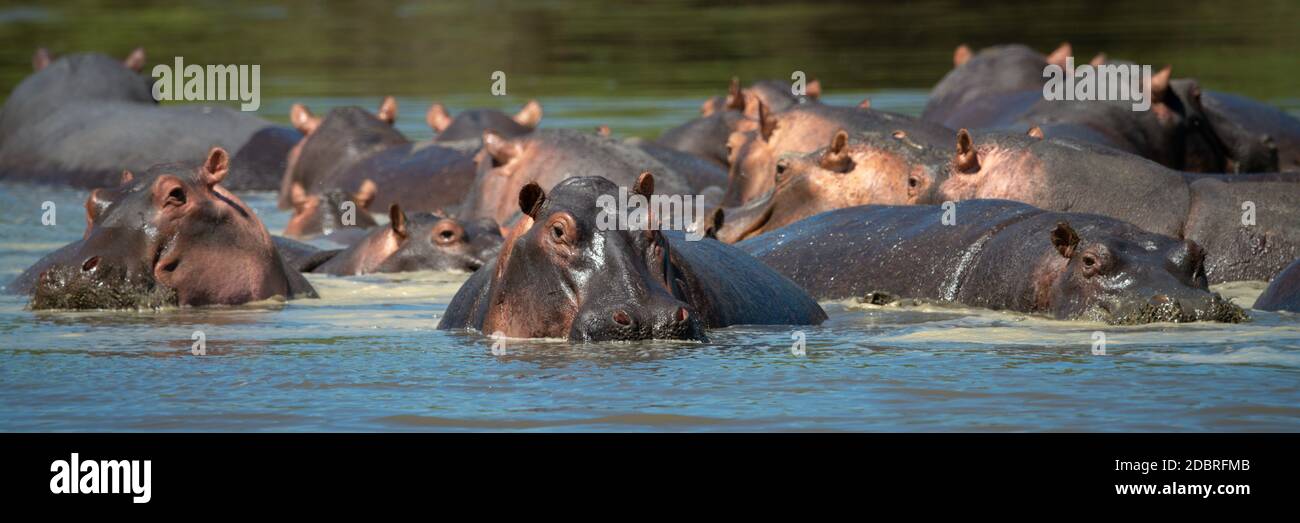 Panorama von Flusspferden im Flusspferd Stockfoto