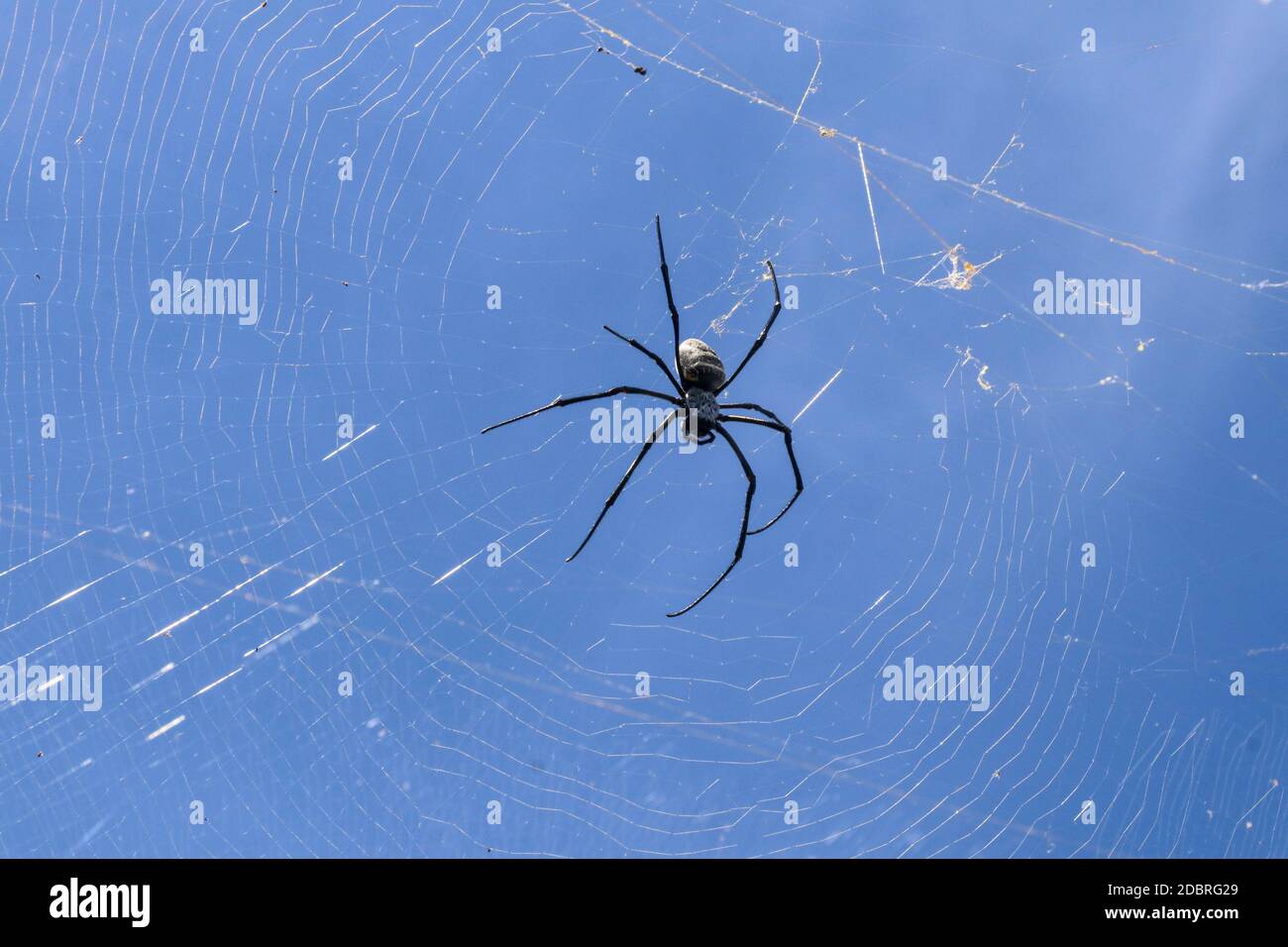 Nahaufnahme der großen Spinne auf Spinnennetz auf Bali. Vor dem Hintergrund eines azurblauen Himmels, der von Sonnenstrahlen beleuchtet wird. Große bunte Spinne aus Südost Stockfoto