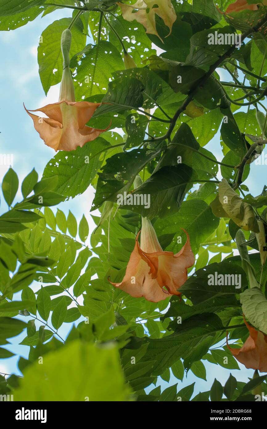 Orange Engel Trompeten Datura, Solanaceae, Brugmansia, die großen, duftenden Blumen geben ihnen ihren gemeinsamen Namen von Engelstrompeten, Namen manchmal verwenden Stockfoto