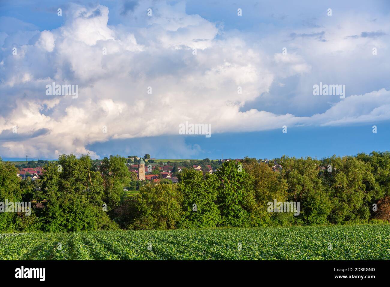 Ländliches Dorf in Deutschland mit Salat-Feld vor kirchturm Stockfoto