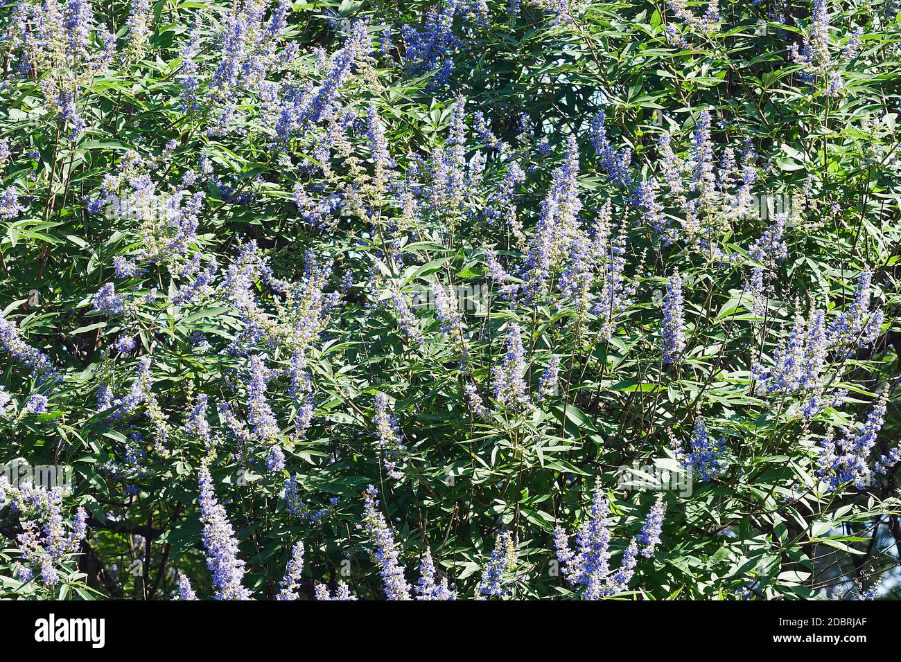 Keusch Baum (Vitex agnus-castus). Aufgerufen Vitex, Chasteberry, Abrahams Balsam, Lila Chastetree und Mönchspfeffer auch. Stockfoto