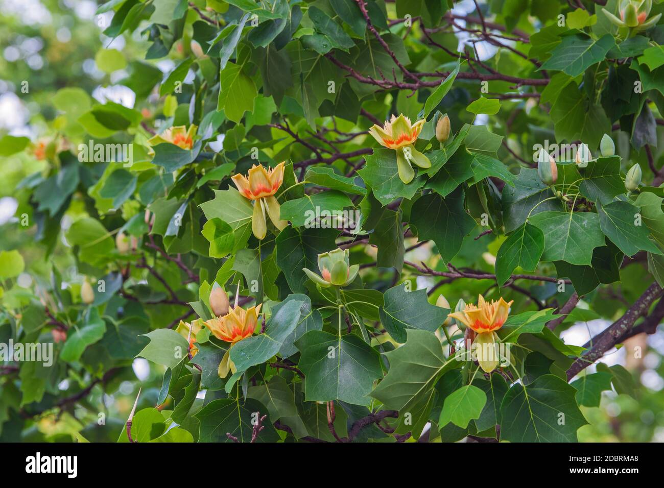 Tulpenbaum (Liriodendron tulipifera). Genannt Tuliptree, American Tulip Tree, Tulip Poplar, Yellow Poplar, Whitewood und Fiddle-Tree auch. Statusstruktur o Stockfoto