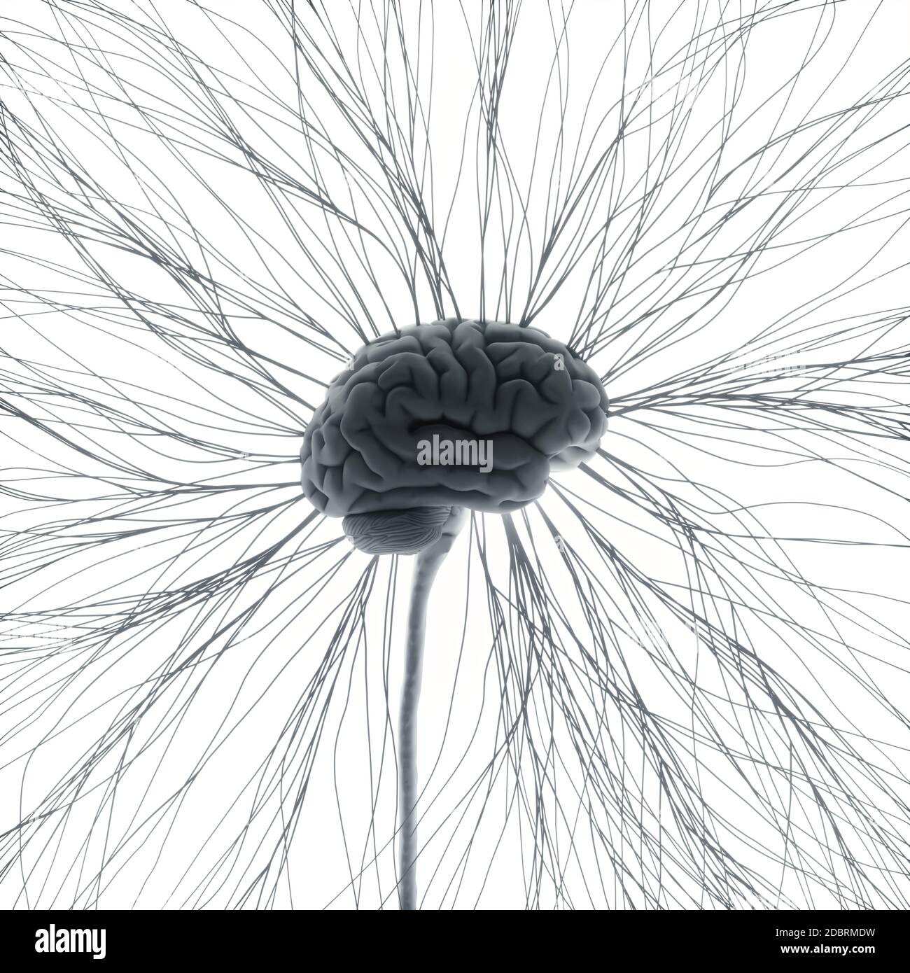Zentrales Nervensystem. Gehirn und Rückenmark mit Ast herauskommen. Konzeptionelle 3D-Darstellung des Gehirns. Stockfoto