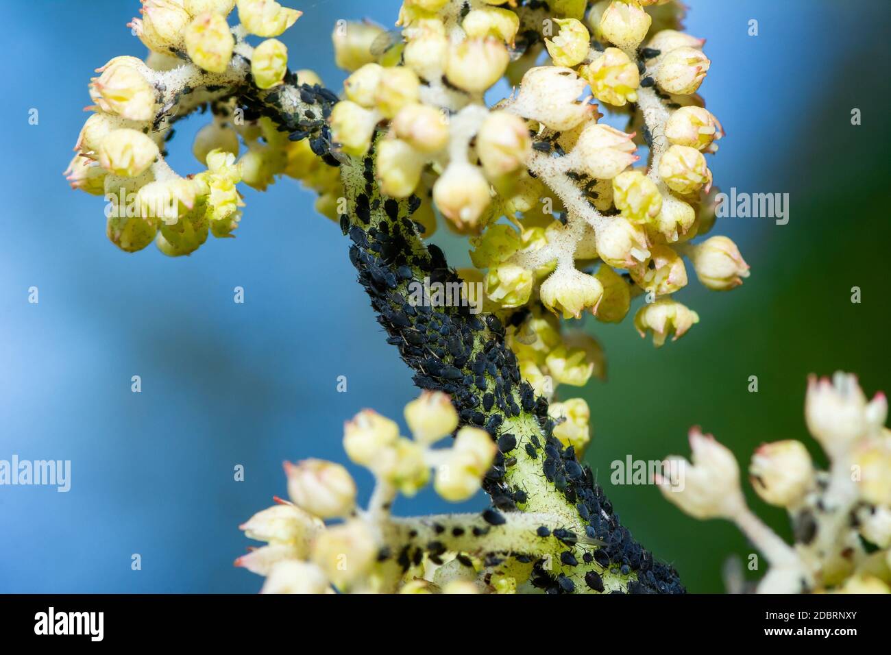 Makro einer Blume, die voll von Läusen ist Stockfoto