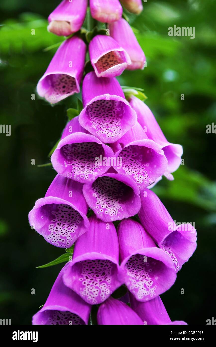 Die Blumen des Fuchshandschuhs unter dem blauen Himmel im Sommer Stockfoto