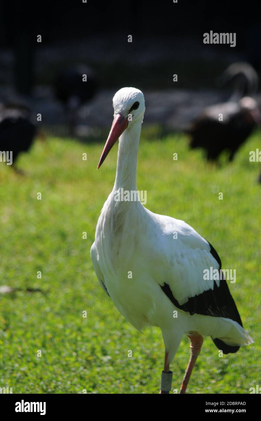 Lebender Storch in einem Naturpark Stockfoto