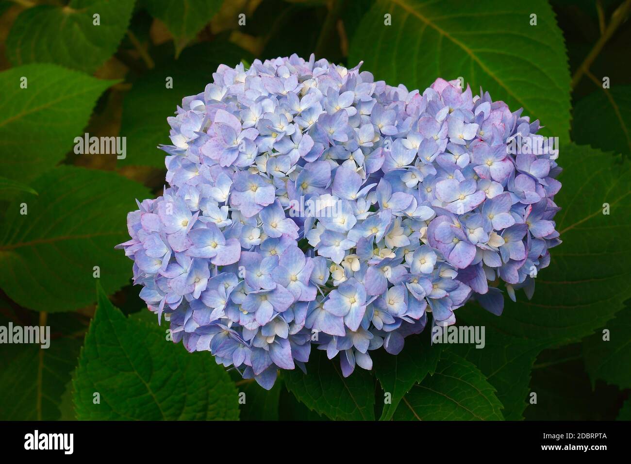 Bigleaf Hortensie (Hydrangea macrophylla). Die franzoesische Hortensie, Lacecap Hortensie, Moppköpfe aus Hortensien, Penny mac und Hortensia auch. Stockfoto