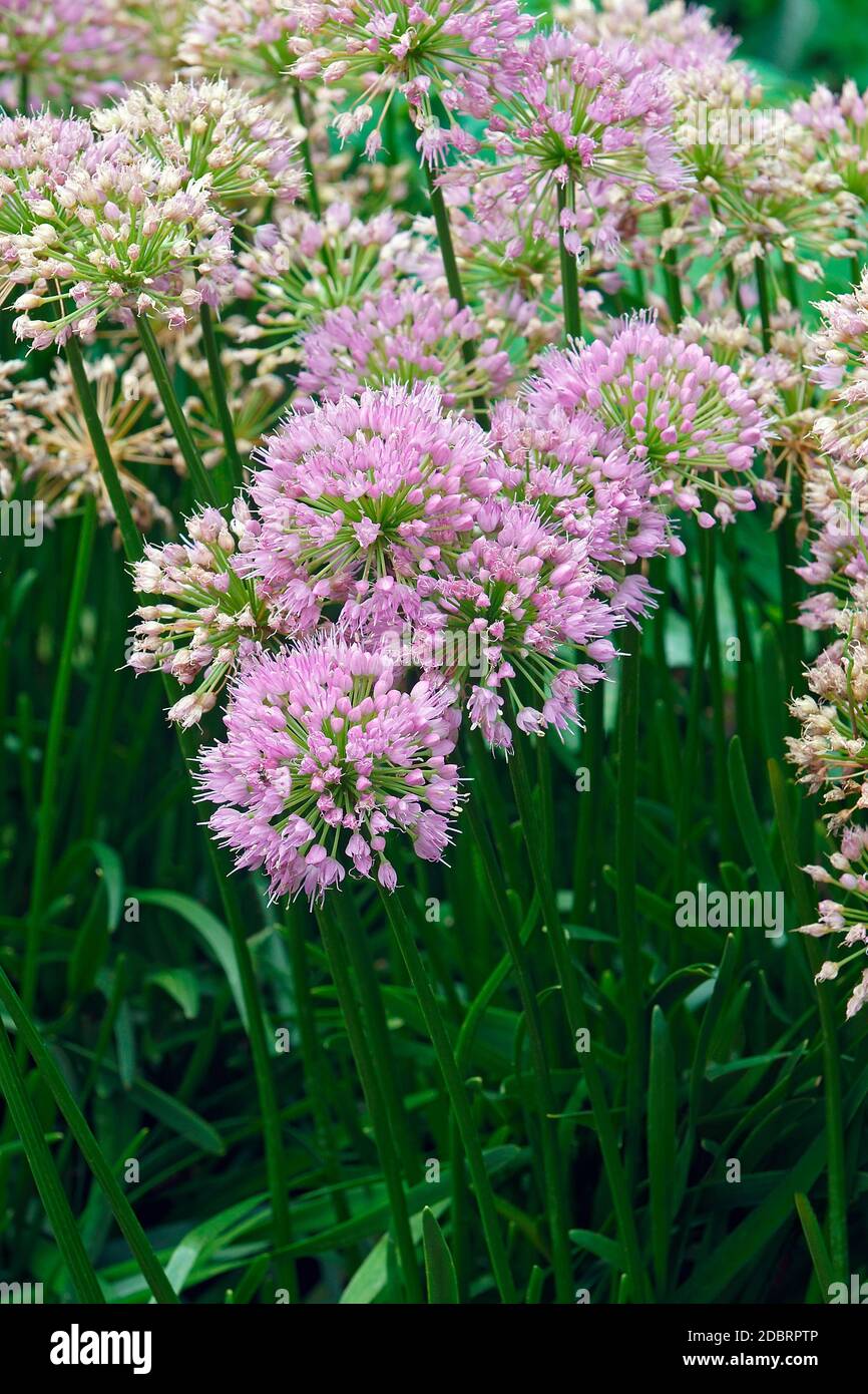 Millenium Zierpflanzen Zwiebel (Allium x Millenium). Genannt Millenium blühende Zwiebel auch. Hybridsorte von Allium nutans. Stockfoto