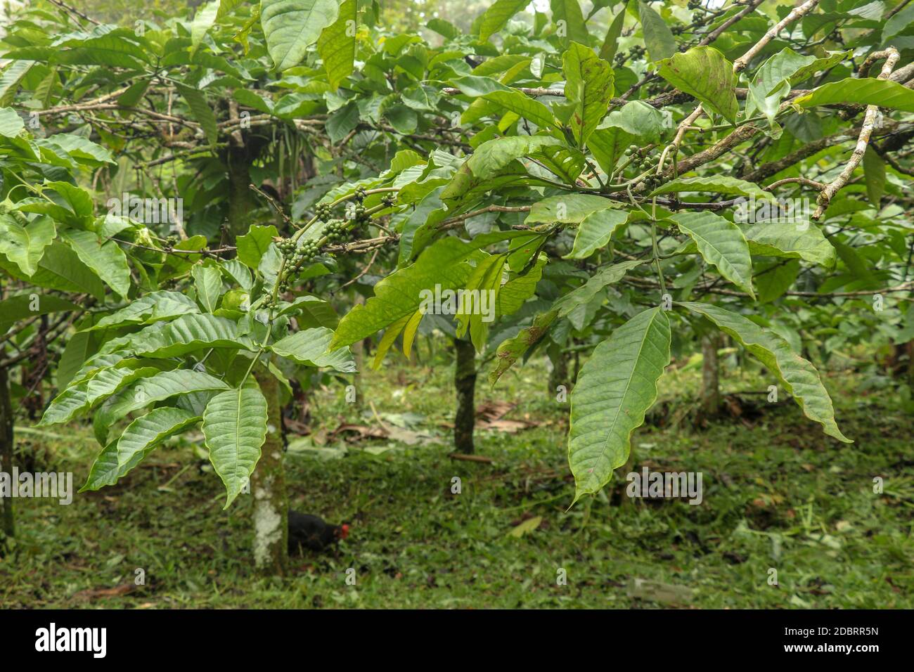 Coffea arabica Busch mit reifen arabica Kaffeebohnen ursprünglich aus Bali, Indonesien. Coffea arabica grüne Kaffeebohnen auf dem Baum. Toraja Arabica Stockfoto