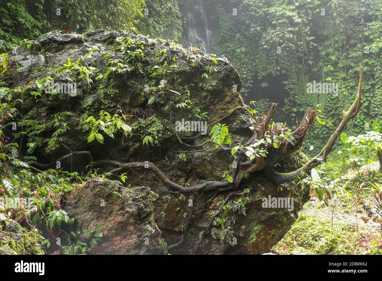 Riesiger Felsblock mit Moos und tropischen Pflanzen bedeckt. Starke Wurzeln des alten Baumes kriechen um den Rand des Felsens und ragen bizarr in s aus Stockfoto
