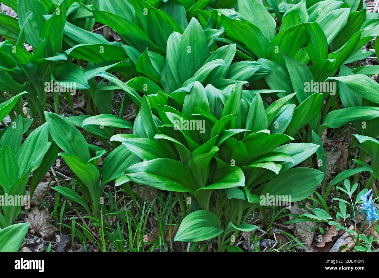 Ramsons (Allium ursinum). Genannt Buckrams, Wild Knoblauch, breitblättrigen Knoblauch, Holz Knoblauch, Bear Leek und Bärlauch. Stockfoto