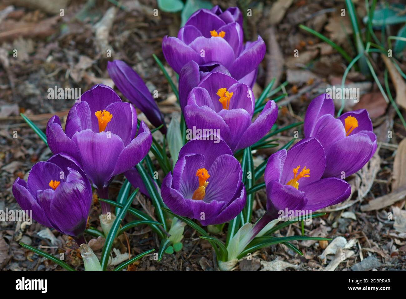 Frühlings-Krokus (Crocus Vernus). Namens Giant auch Krokus Stockfoto
