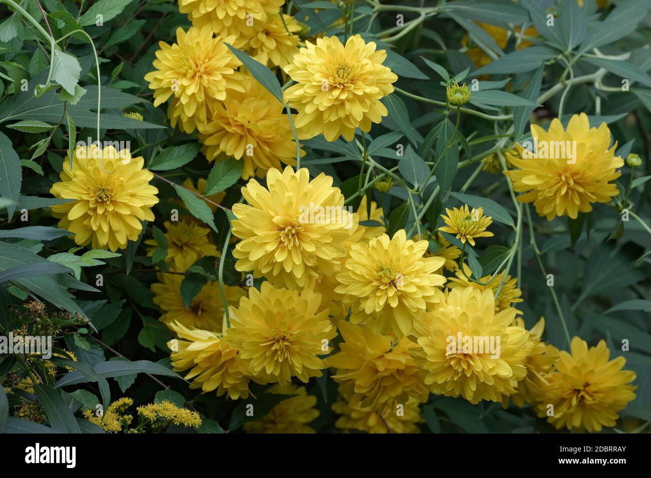 Glattes Ochsenauge (Heliopsis helianthoides). Genannt falsche Sonnenblume, raues Ochsenauge und glattes Ochsenauge auch Stockfoto