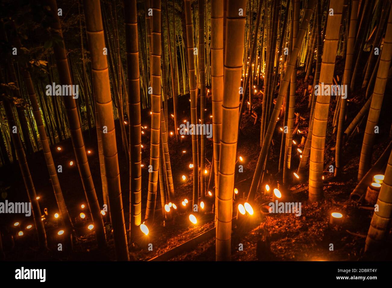 Licht-up mit kleinem Durchmesser des Bambushains (kleiner Schreibtisch Burg Wald der Bürger). Drehort: Yokohama-Stadt kanagawa Präfektur Stockfoto