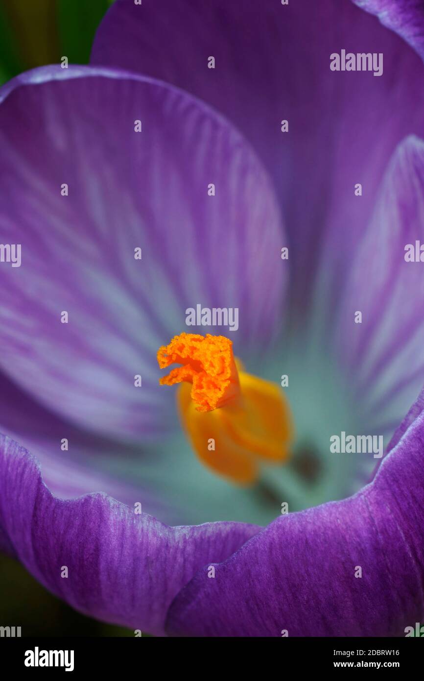Frühlings-Krokus (Crocus Vernus). Namens Giant auch Krokus Stockfoto