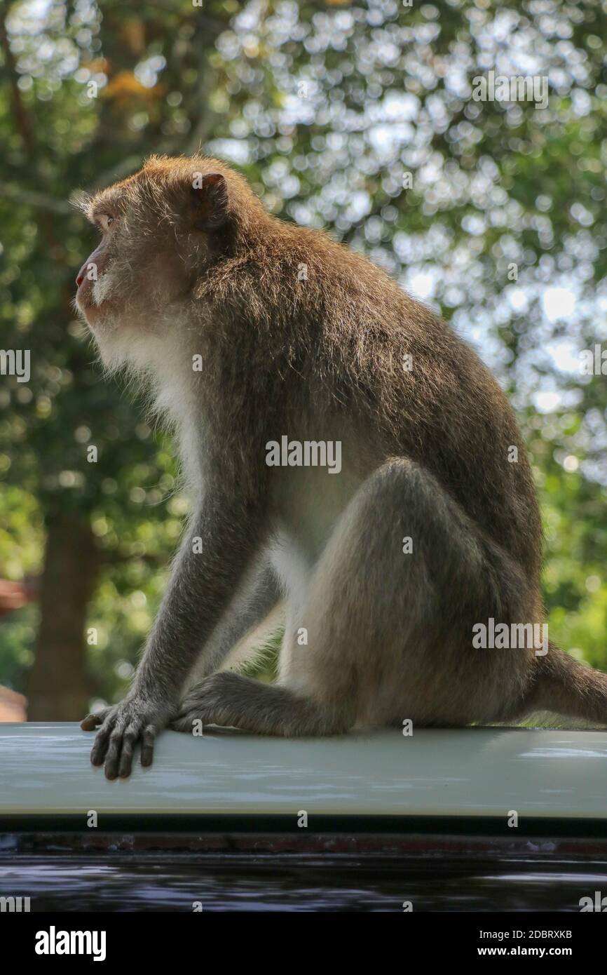 Freche Eichhörnchen Affe auf dem Dach des weißen Autos. Affe Makake sitzt auf dem Dach eines schwarzen Autos.. Stockfoto