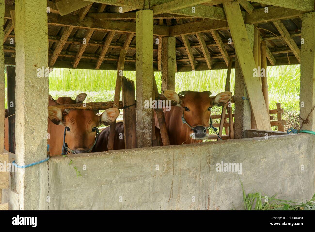 Schutz für Kühe in Reisfeldern. Braunes Rind steht in einem Stall. Berühmte Jatiluwih Reisfeld und Schutz in Bali, Indonesien. Stockfoto