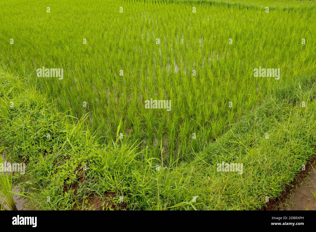 Reisfelder, Terrassen, Plantage, Bauernhof. Eine biologische asiatische Reisfarm und Landwirtschaft. Junger Reis. Die Schönheit der Reisfelder und Morgensonne Stockfoto