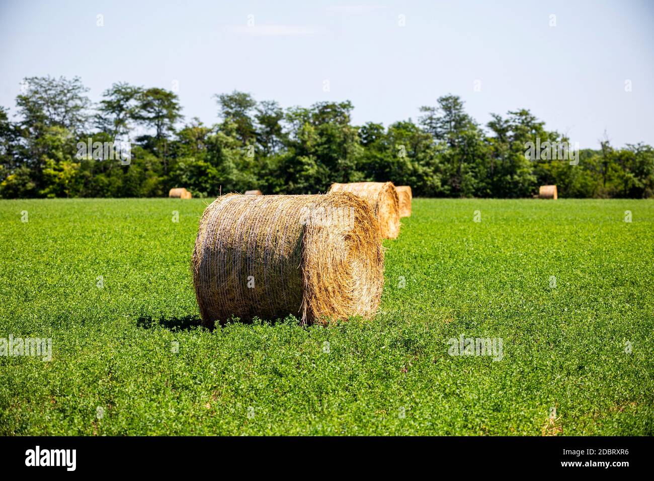 Die Rolle ist gut. Stockfoto