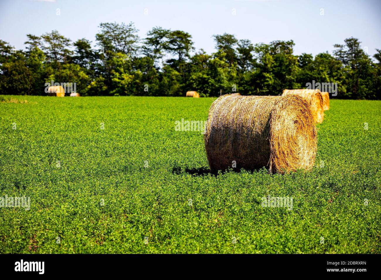Die Rolle ist gut. Stockfoto