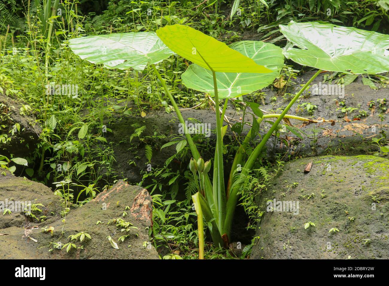 Colocasia gigantea wächst zwischen mit Moos bewachsenen Felsbrocken. Dichte Pflanzendickichte im Regenwald. Riesenelefantenohr im tiefen Dschungel, Bali, Indo Stockfoto