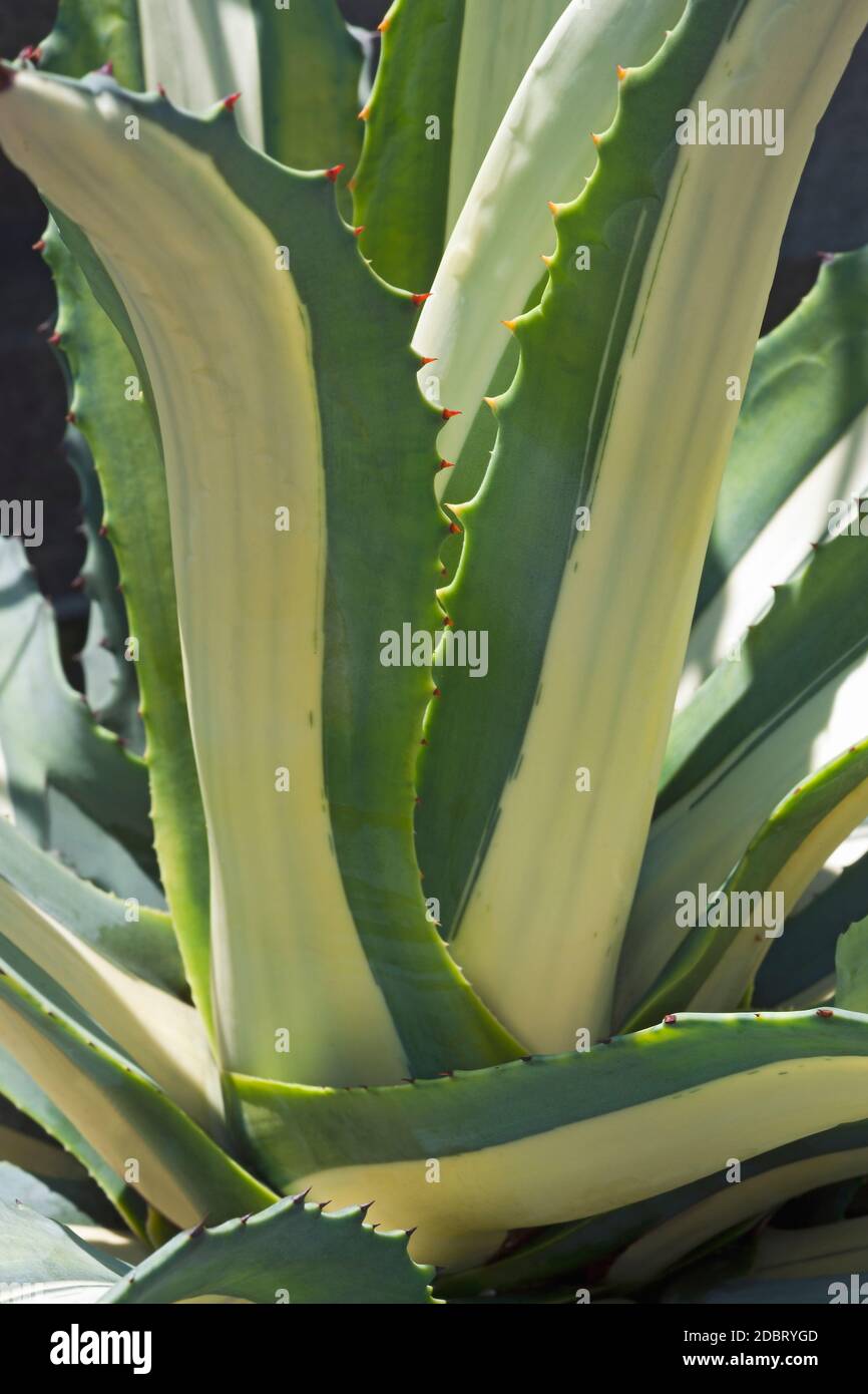 Wei-gestreiften Jahrhundert Agave (Agave americana Mediopicta Alba).  "White centerd Jahrhundert Anlagen- und Wei-centerd mexikanischen  Jahrhundert Anlage auch Stockfotografie - Alamy