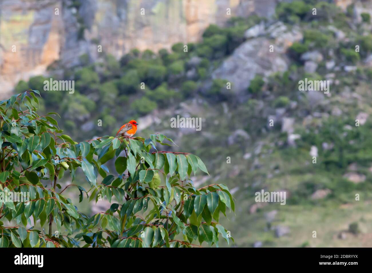 Ein kleiner roter Vogel auf einem Ast Stockfoto