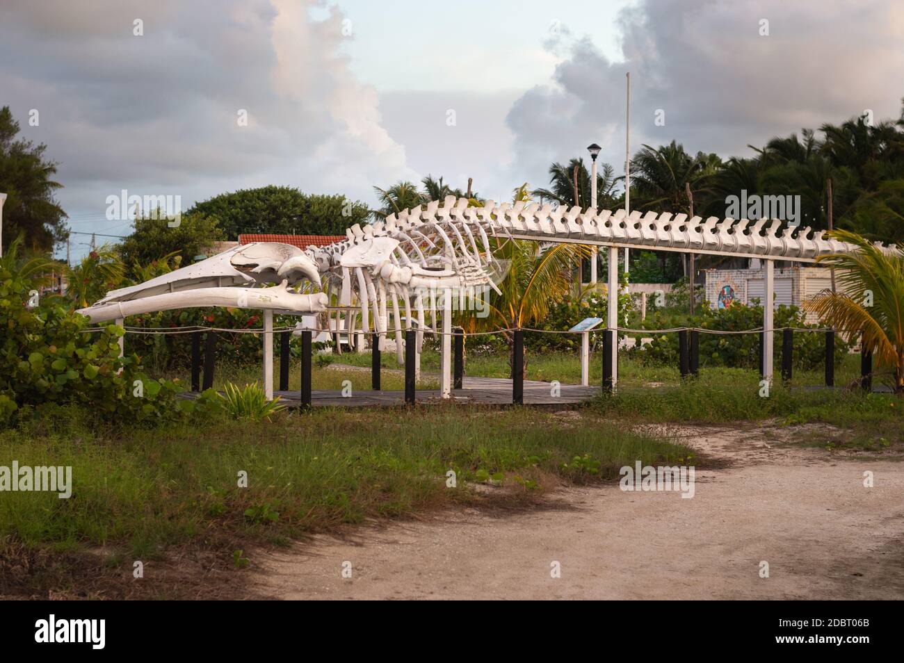 Jungfische, Balaenoptera physalus Skeleton, ausgestellt am progreso Strand in Yucatan, Mexiko Stockfoto