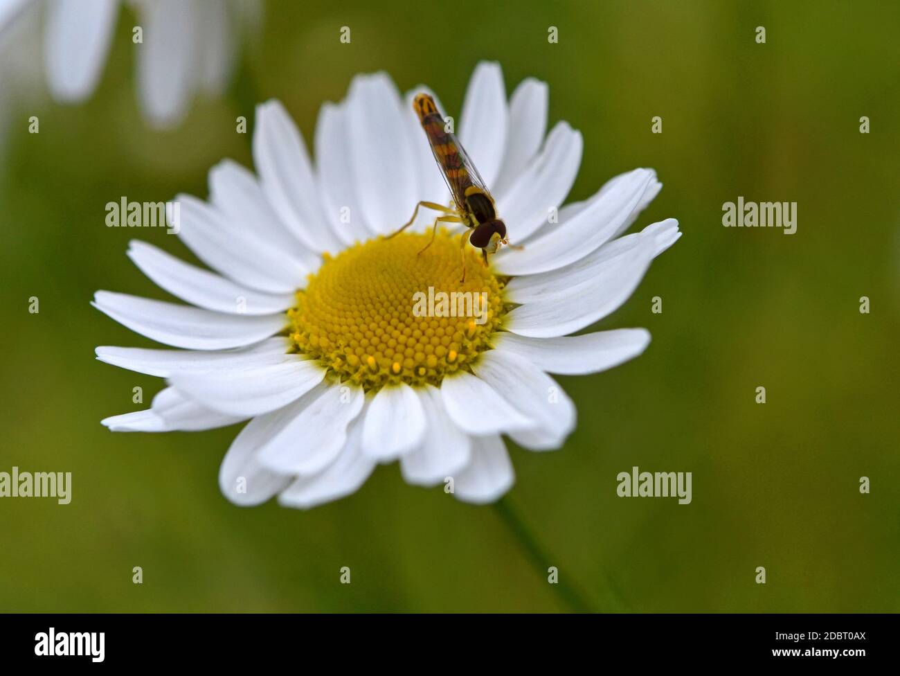 Sphaerophoria scripta auf einer Kamillenblüte Stockfoto