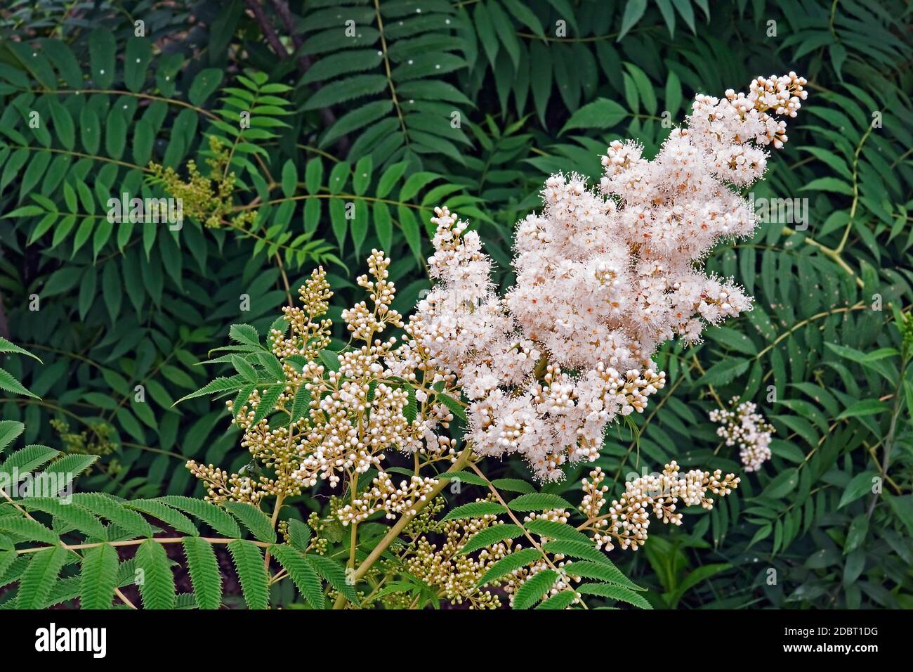 Falsche Spiraea (Sorbaria sorbifolia). Auch Ural False Spiraea genannt, False Goat's Bart, Sorb-leaved Schizonotus und Mountain Ash Spirea Stockfoto