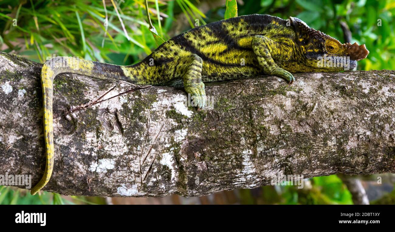 Ein Chamäleon bewegt sich entlang eines Zweiges in einem Regenwald in Madagaskar Stockfoto