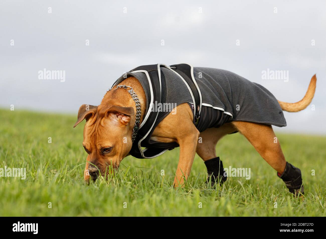 Handicap-Hund mit Pullover schnüffelt auf dem Boden, während er über eine Weide geht Stockfoto
