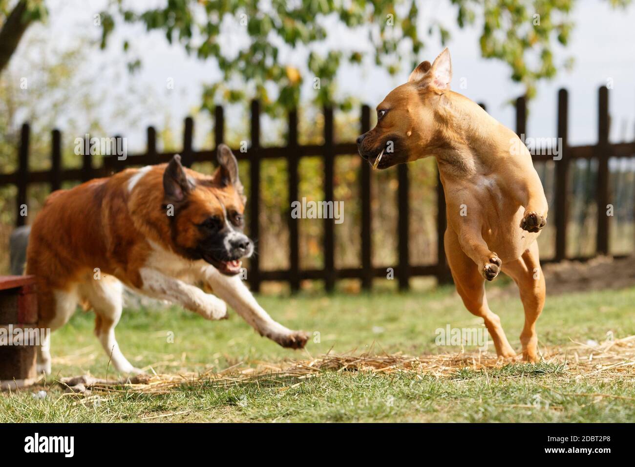 St.Bernhard und Pitbull spielen rasantes Jagdwild im Garten Stockfoto