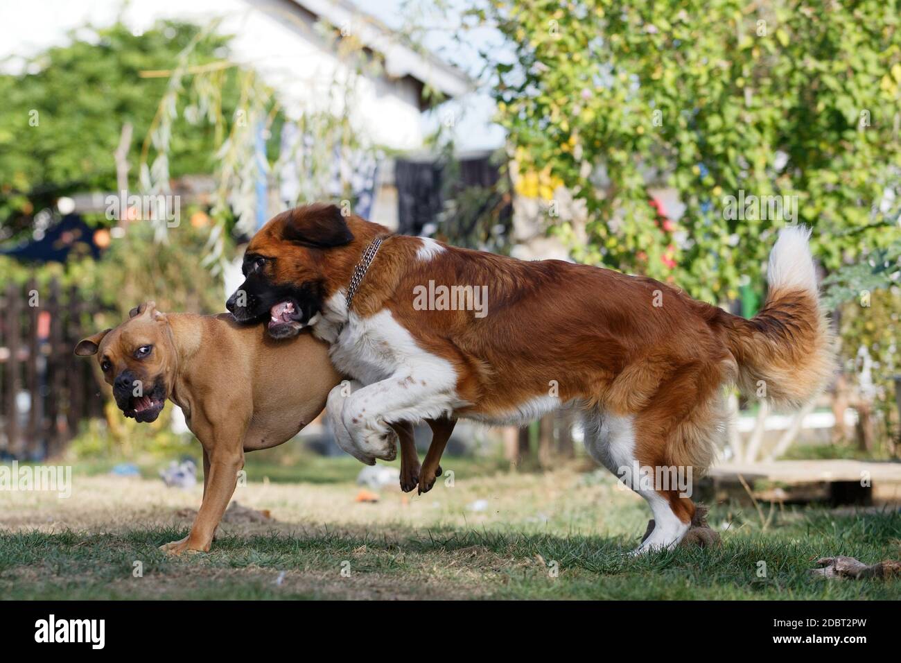 Freundliche spielende Hunde im Garten Stockfoto