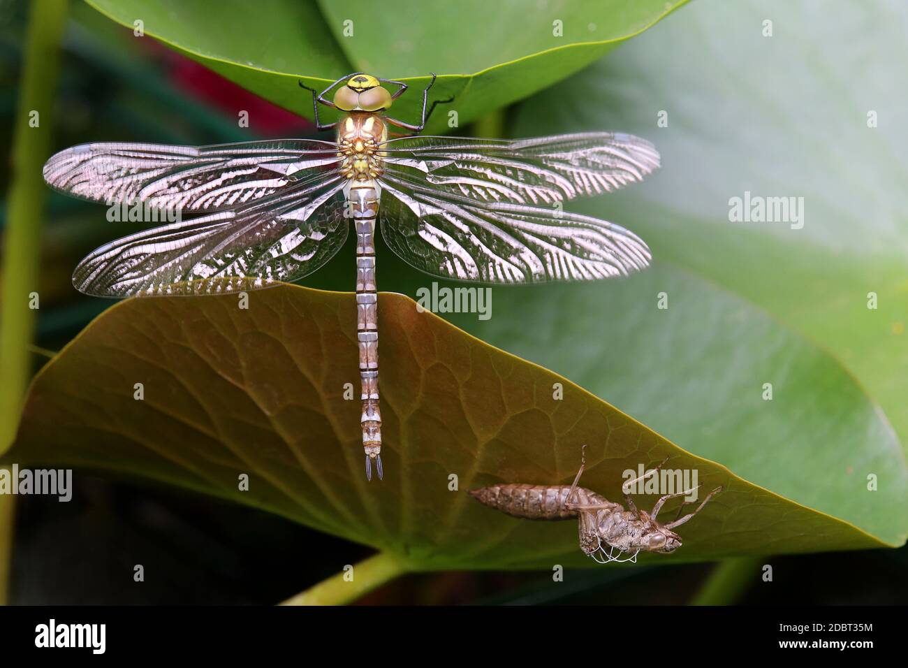 Gerade geschlüpft blau-grünes Mosaik-Mädchen Aeshna cyanea mit Exuvie am Gartenteich Stockfoto