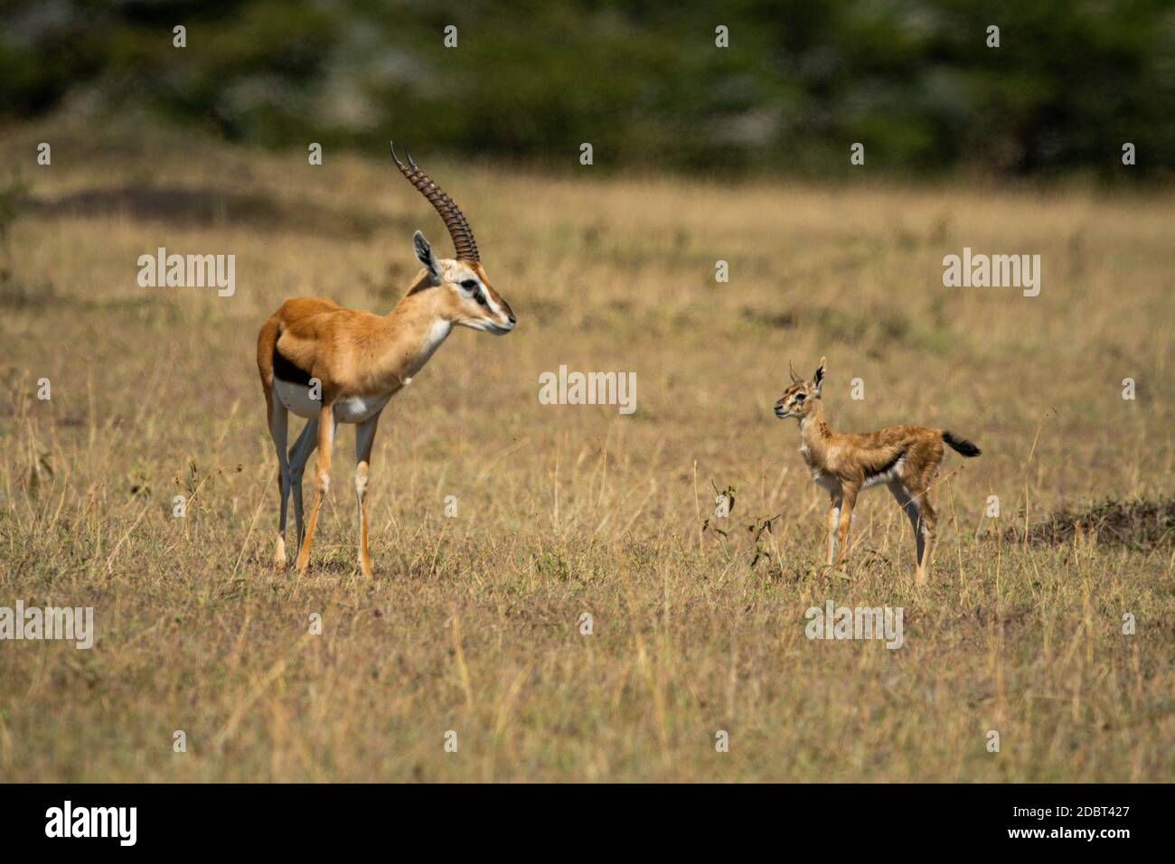 Thomson Gazelle und Baby stehen sich gegenüber Stockfoto