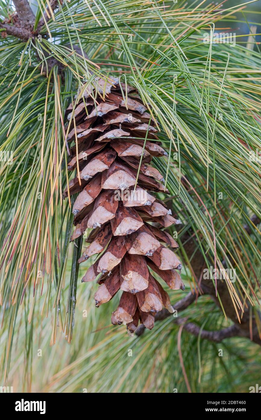 Bhutan Tannenzapfen (Pinus Wallichiana). Auch blaue Kiefer, Himalaya Tanne und Himalaya White Pine genannt. Eine weitere wissenschaftliche Namen sind Pinus Griffithii ein Stockfoto