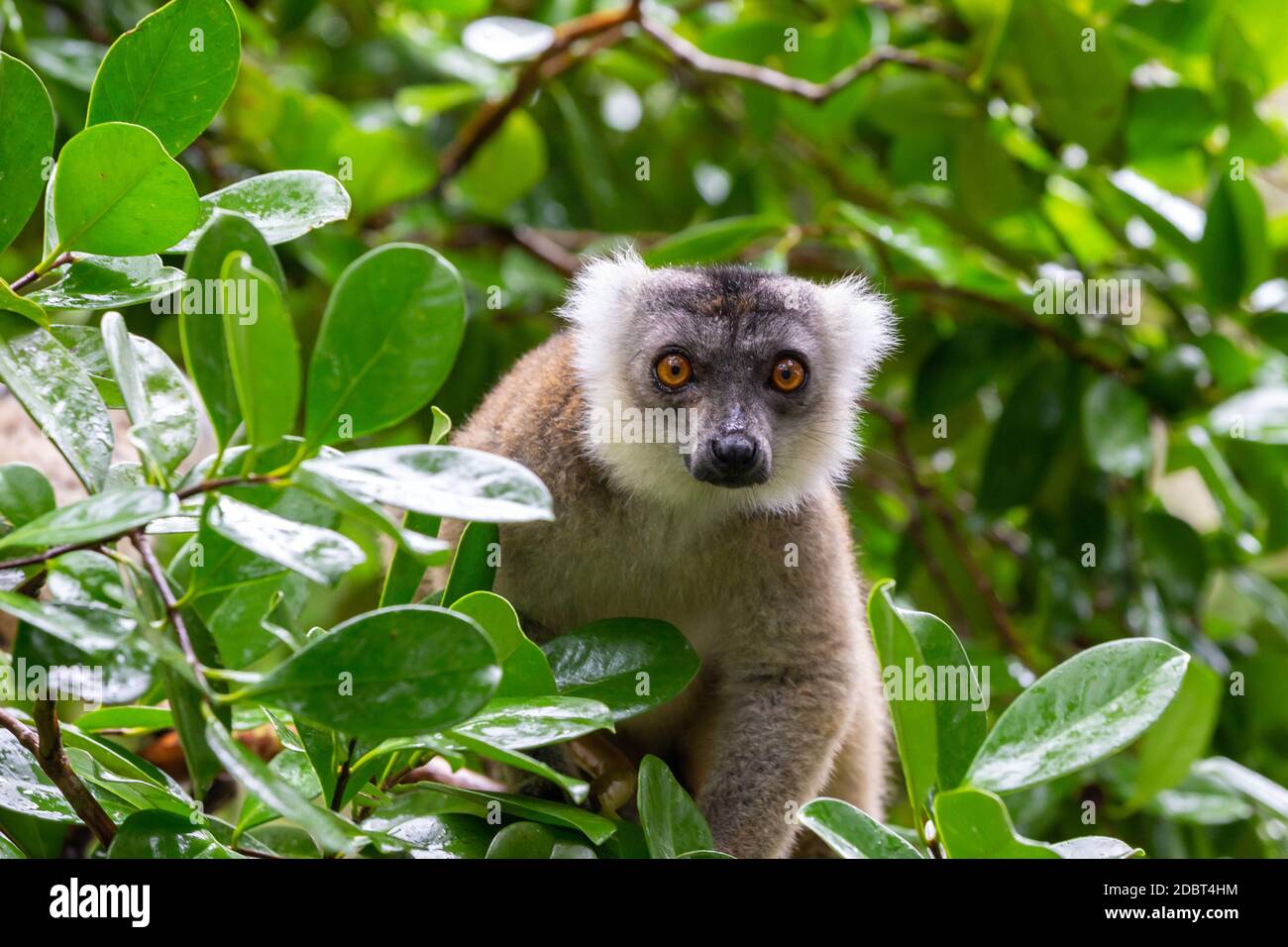 Ein brauner Maki versteckt sich in der Krone eines Baumes Stockfoto