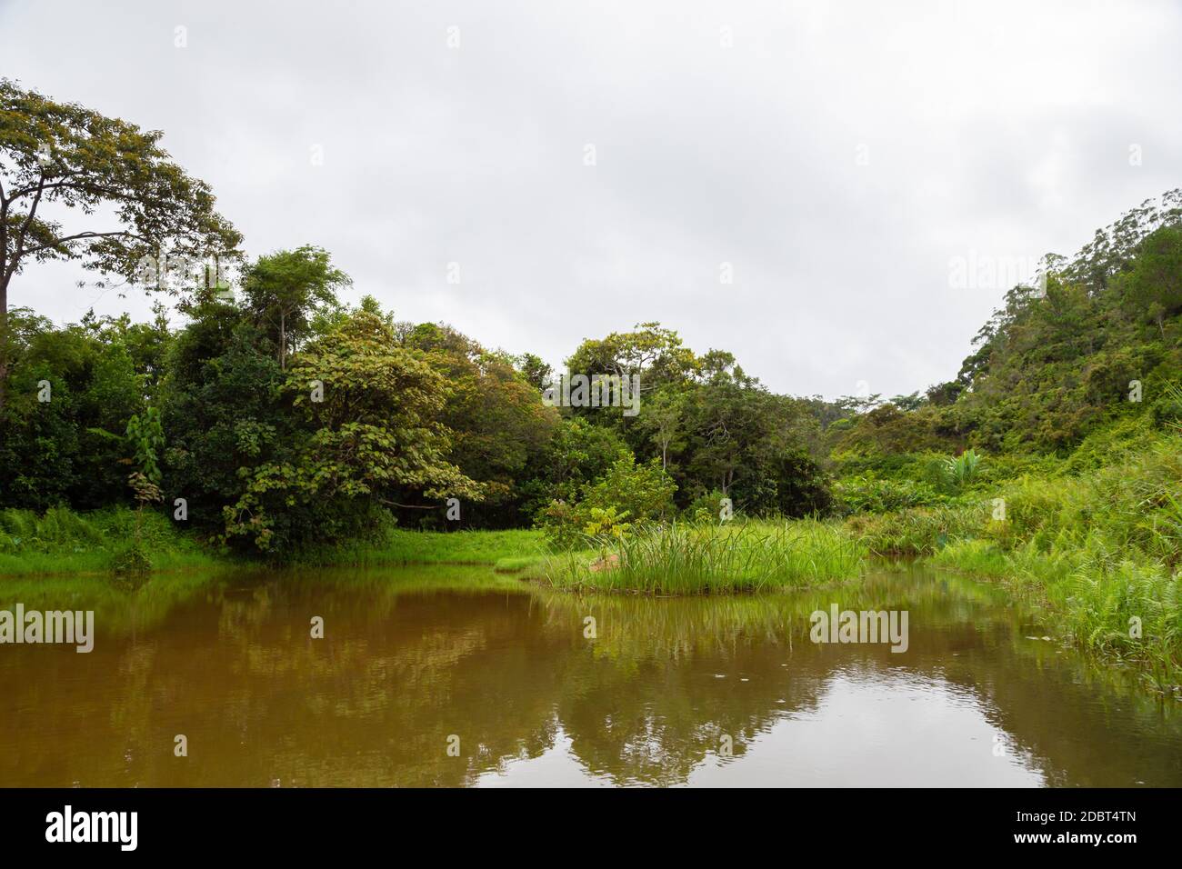 Der Blick vom See auf die gegenüberliegende Insel mit üppigen Pflanzen Stockfoto