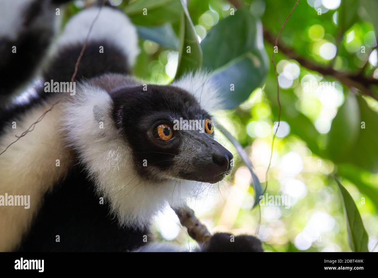 Das Porträt eines schwarz-weißen Vari Lemur Stockfoto