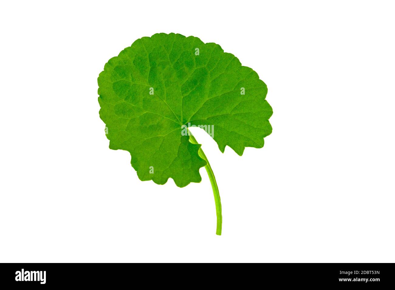 Grünes asiatisches Pennywort (Centella asiatica , Hydrocotyle umbellata L oder Wasserpennywort ) isoliert auf weißem Hintergrund.gespeichert mit Clipping Pfad. Stockfoto