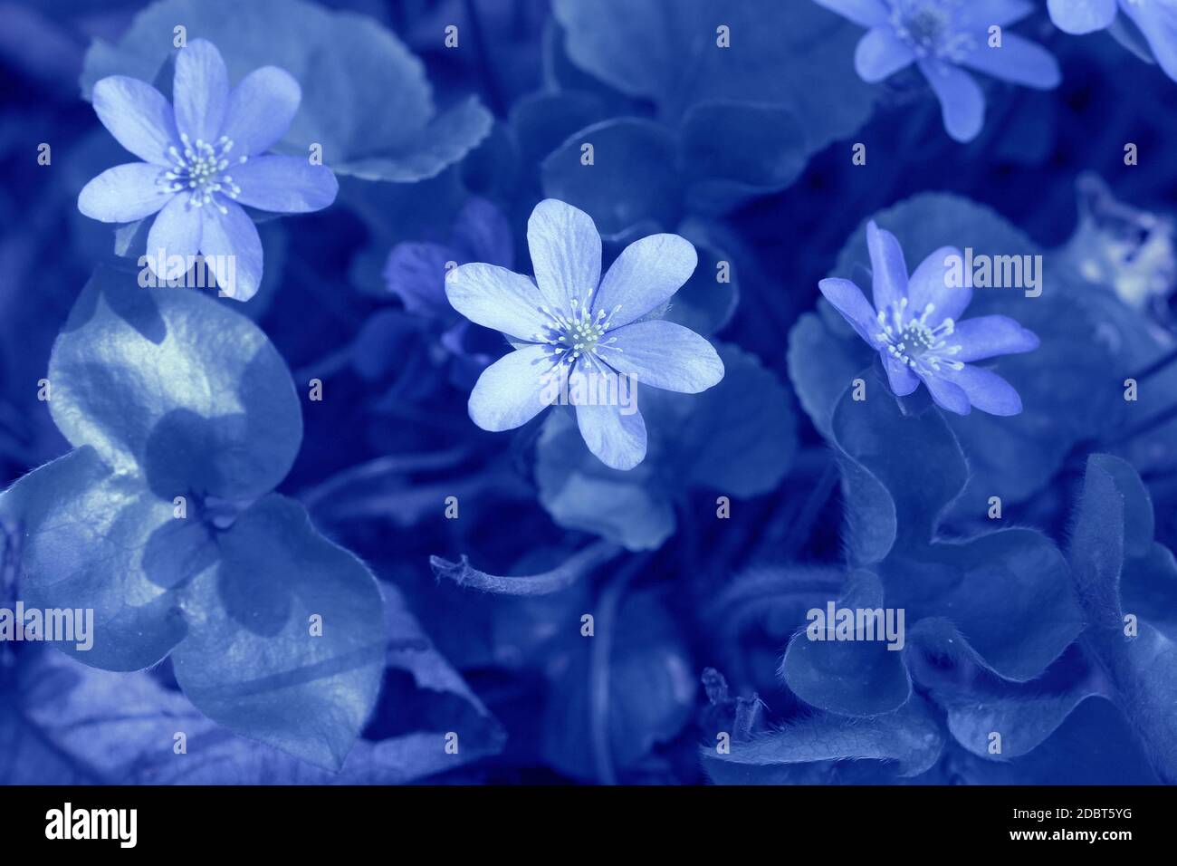 Schönes Muster mit Blättern auf blauem Hintergrund. Frühling Hintergrund . Druck für Buchumschläge, Textil, Stoff, Geschenkpapier. Stockfoto