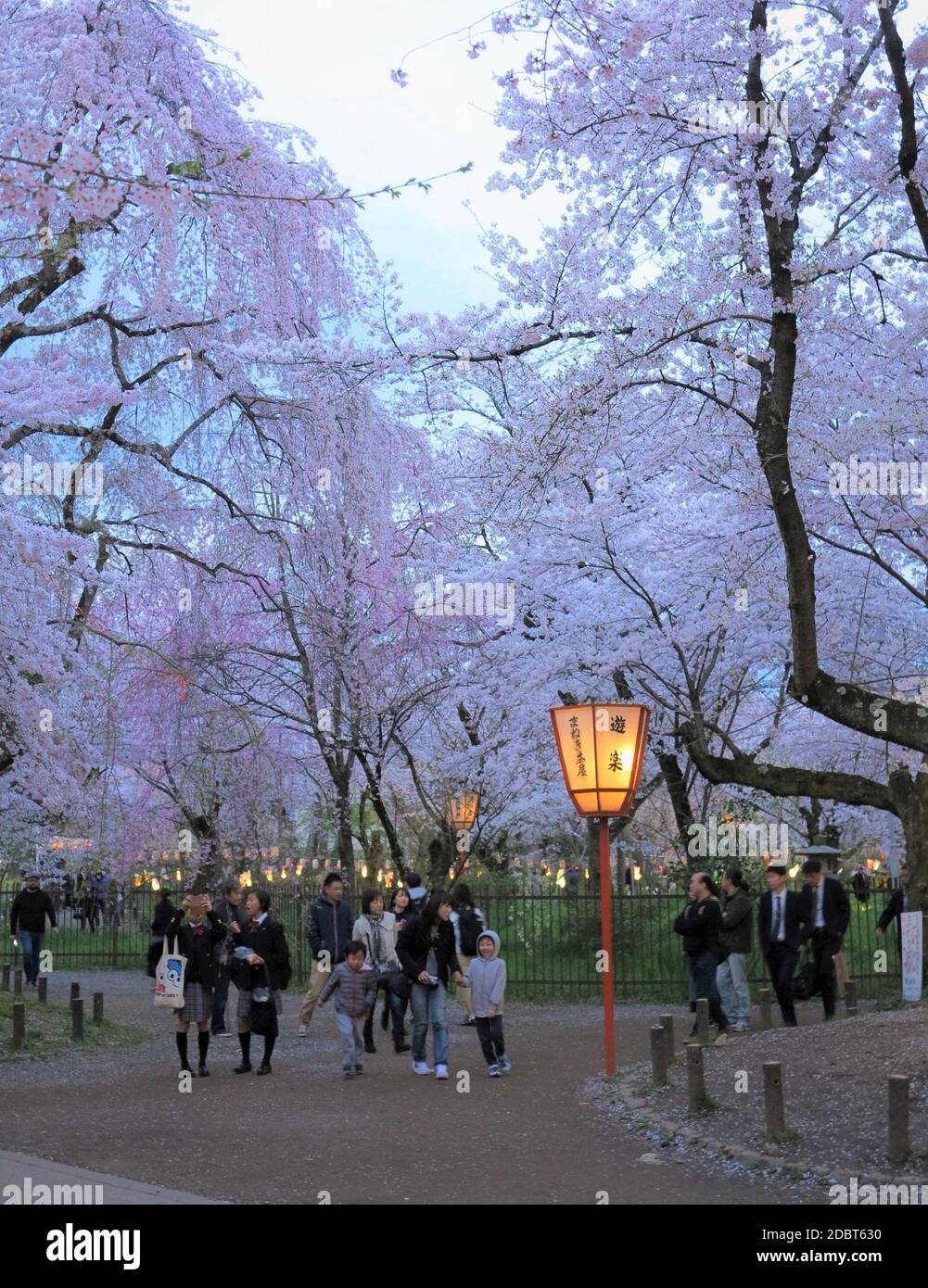 Hanami (Kirschblütenfest) im Hirano-Schrein, Kyoto, Japan. Stockfoto