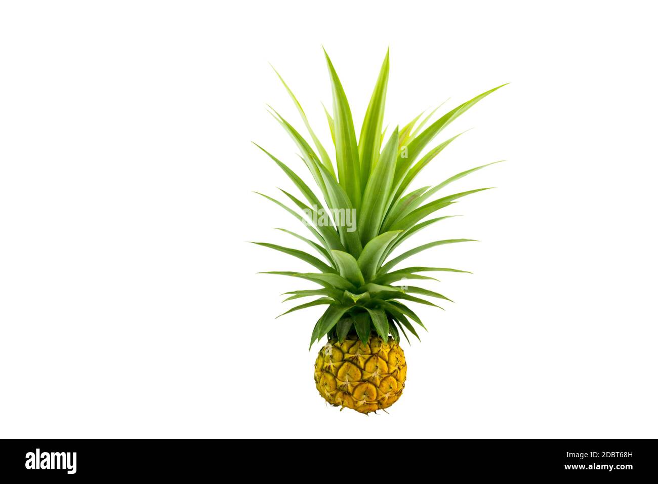 Nahaufnahme gelbe Ananas isoliert auf weißem Hintergrund.gespeichert mit Cliiping Pfad. Stockfoto