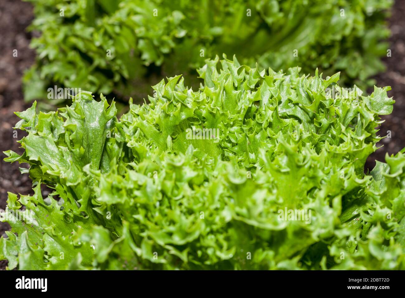 "Isbergssallat Frillice' Salat (Lactuca sativa) Stockfoto